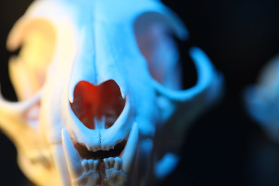 Skull shot with 100mm macro #catphotography #iwantyourskull #cats_of_instagram