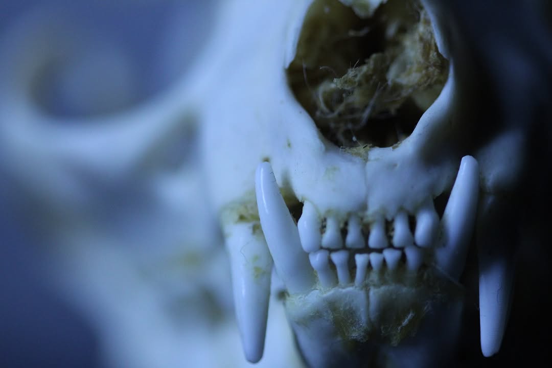 Skull, 100mm macro.